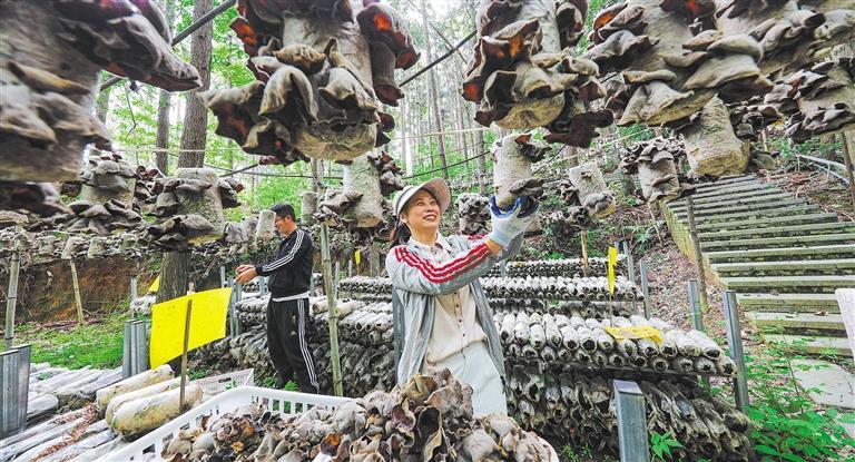 发展产业调研】林下生金不朽情缘平台【高质量(图2)